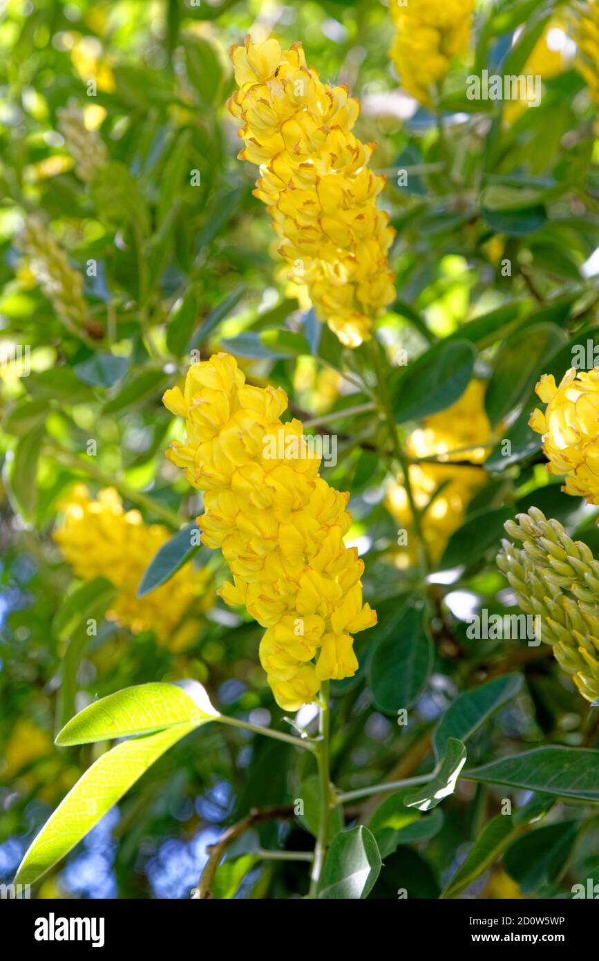 Pineapple broom moroccan broom cytisus hires stock photography and
