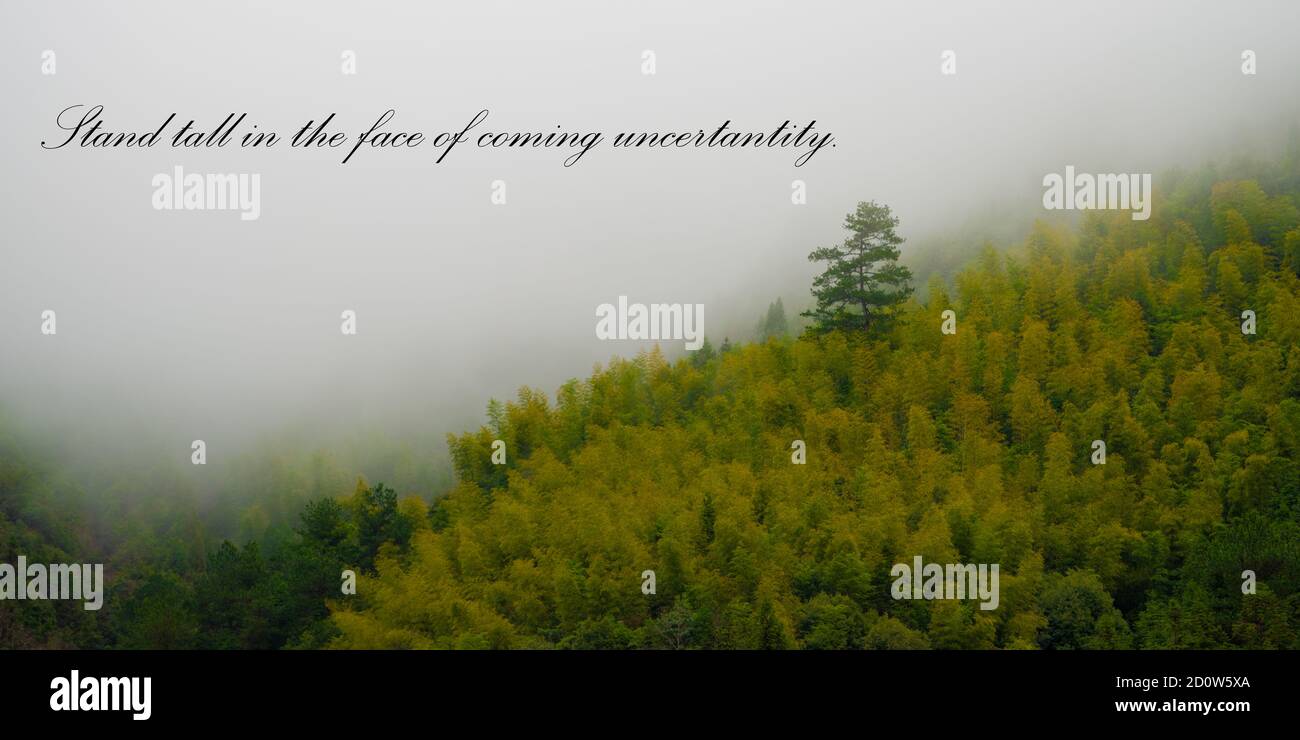 Inspirational with trees Stock Photo - Alamy