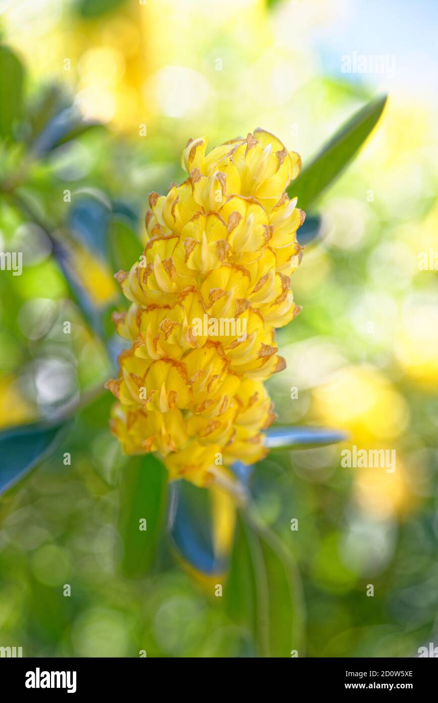 Argyrocytisus battandieri, the pineapple broom or Moroccan broom is a