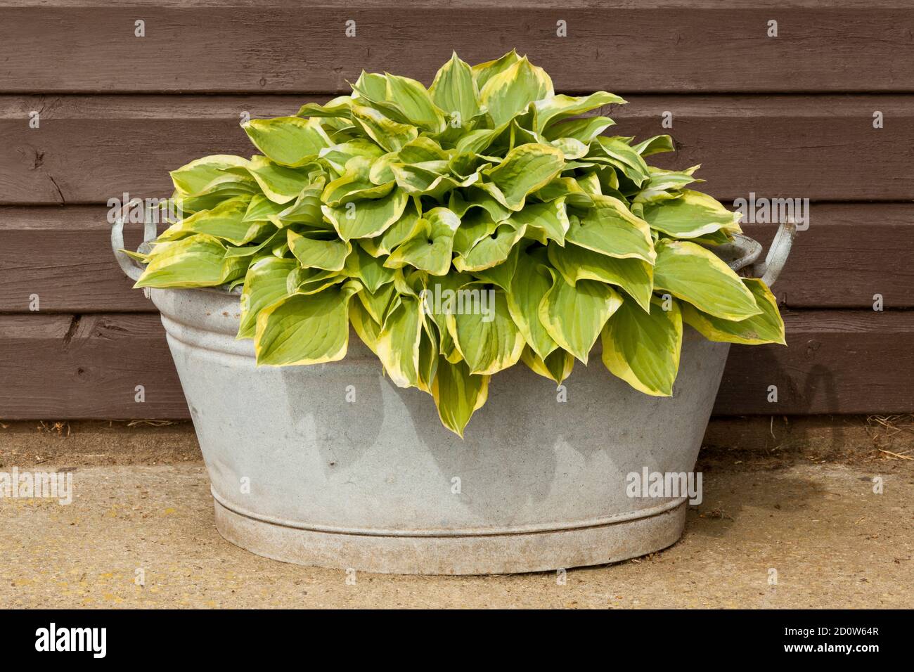 Galvanised tub of variegated leaves of a Hosta plant Stock Photo