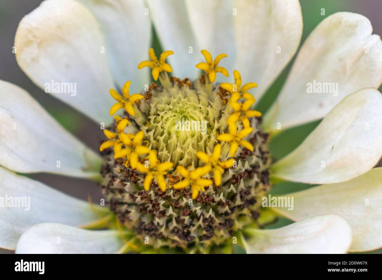 Close up of white Zinnia elegans ffower in bloom Stock Photo