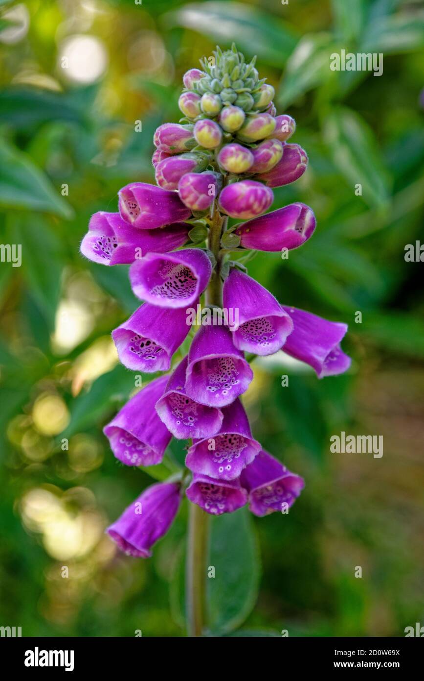 Digitalis purpurea, the foxglove or common foxglove, is a species of flowering plant in the