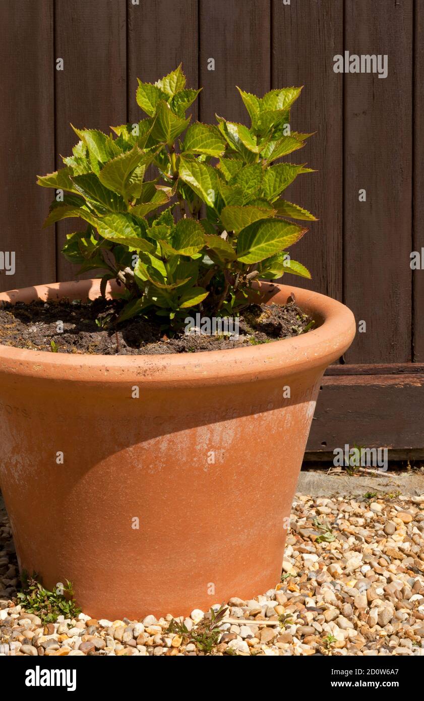 A young Hydrangea plant in a terracotta pot Stock Photo