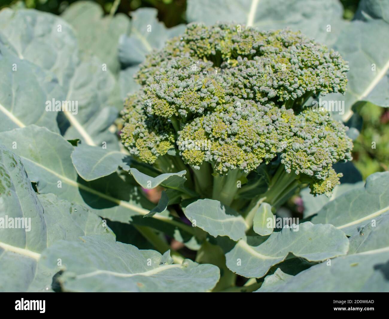 Broccoli growing in the garden, Brassica oleracea var. italica Stock Photo