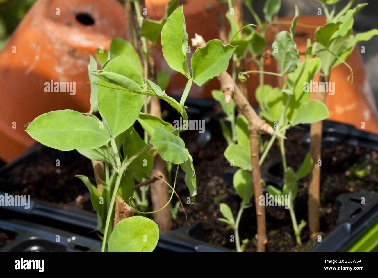 Young Sweet Pea plants Stock Photo
