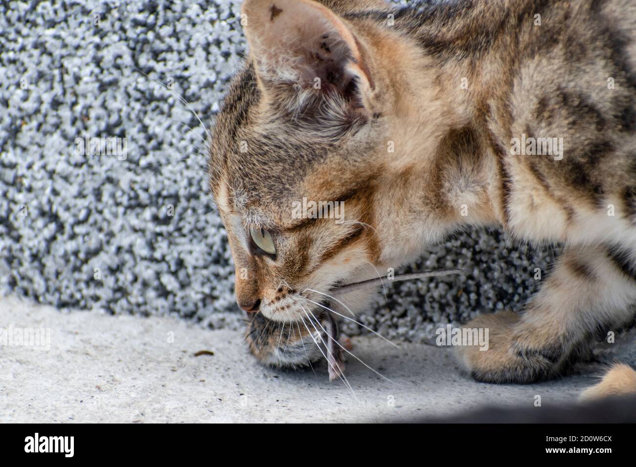 Kitten,  hunts and catches mouse. Animal food chain, Felis catus Stock Photo