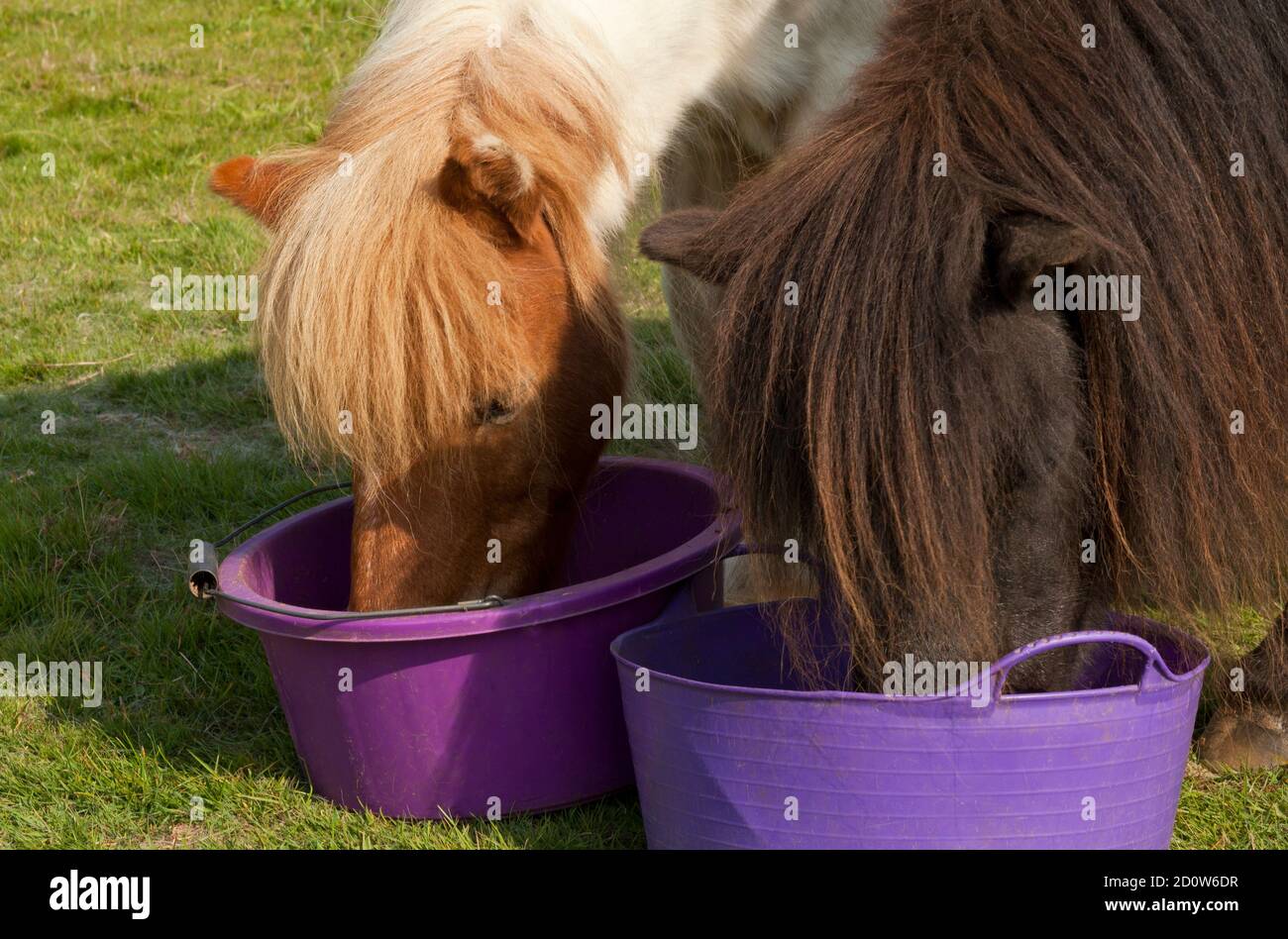 Two ponies eat breakfast together Stock Photo