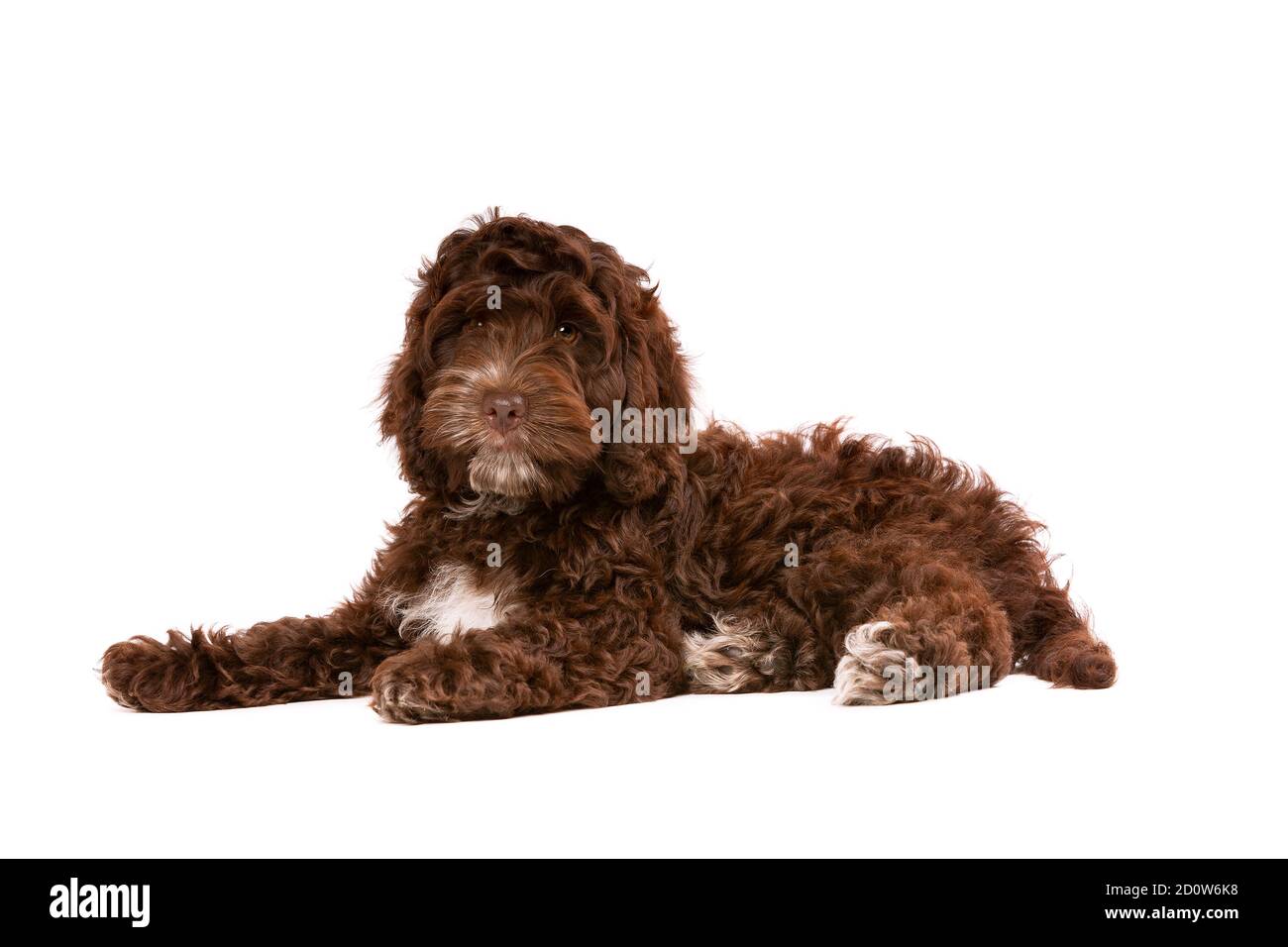 Chocolate Cockapoo Puppy Dog In Front Of A White Background Stock Photo Alamy