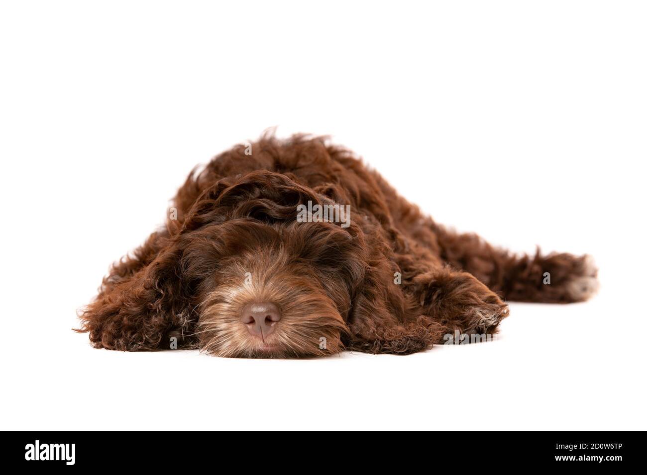 How Long Does A Cockapoo Sleep