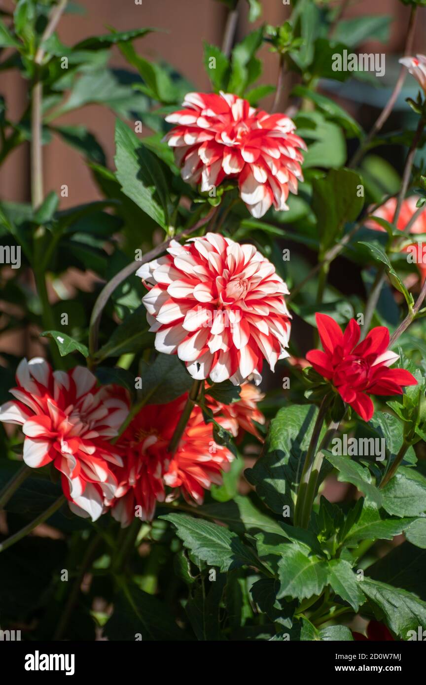 White-red dahlia flowers blossoming in garden close up Stock Photo