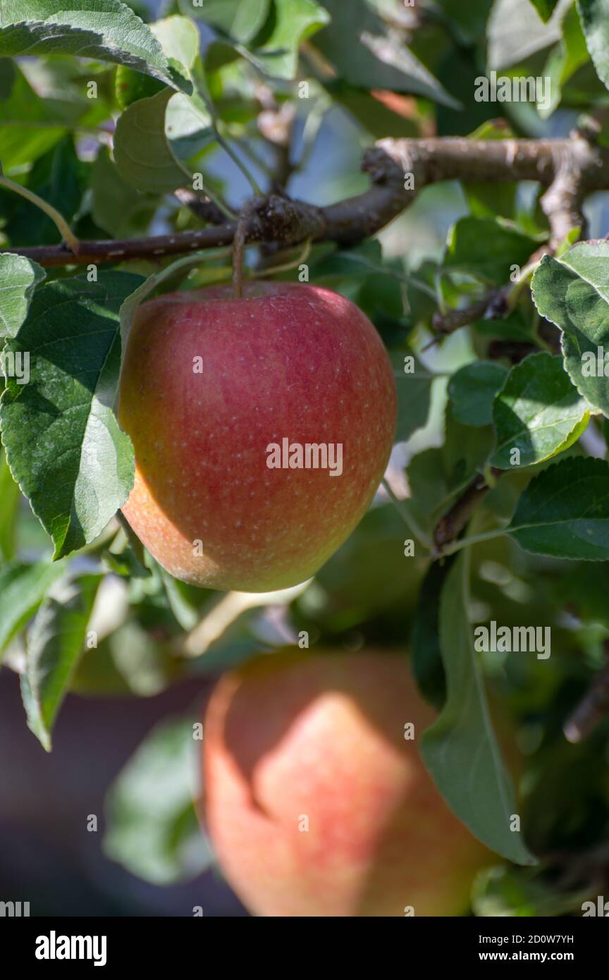 Large sweet braeburn apples ripening on tree in fruit orchard close up Stock Photo Alamy