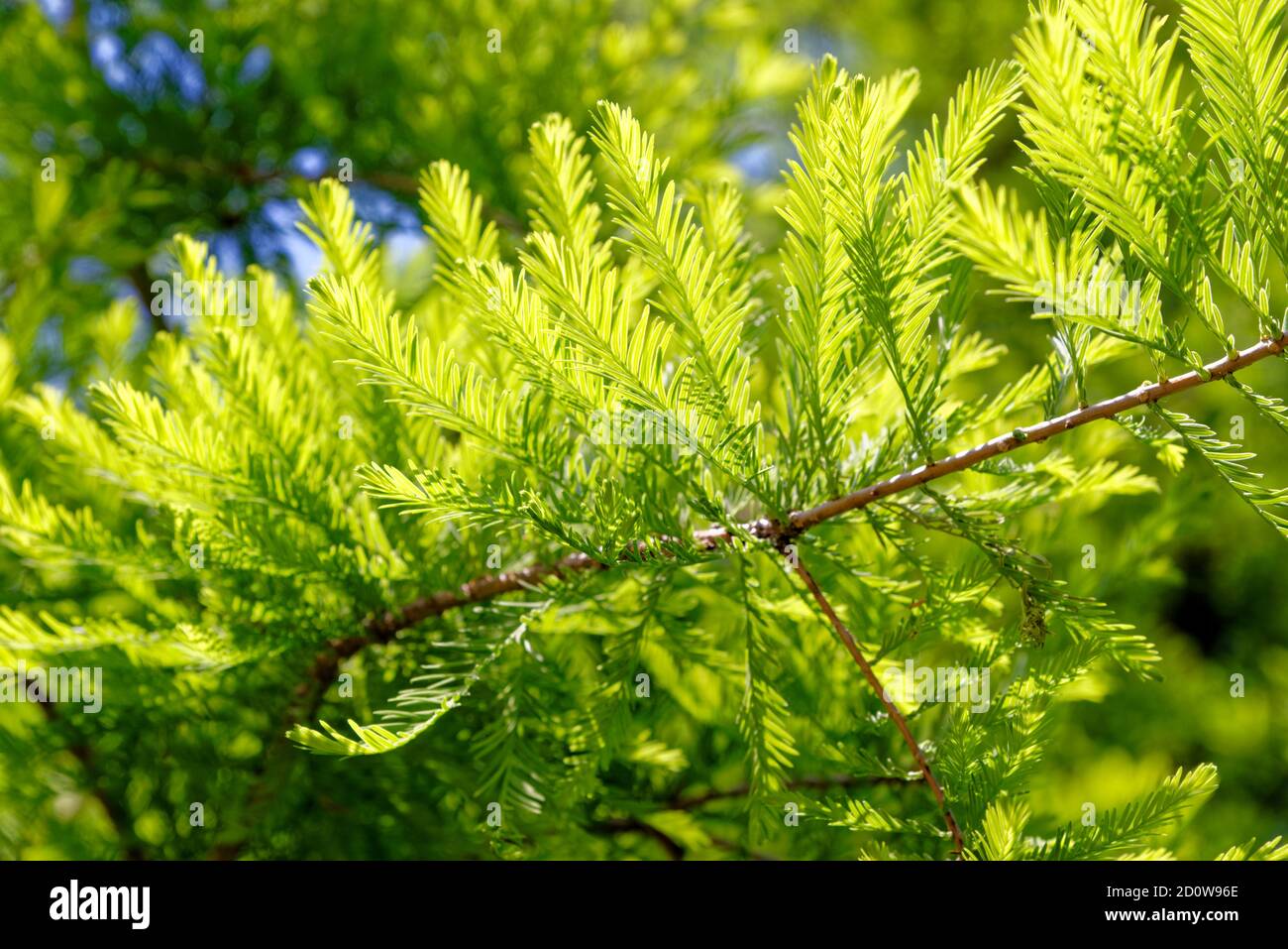 Swamp Cypress Tree Leaves