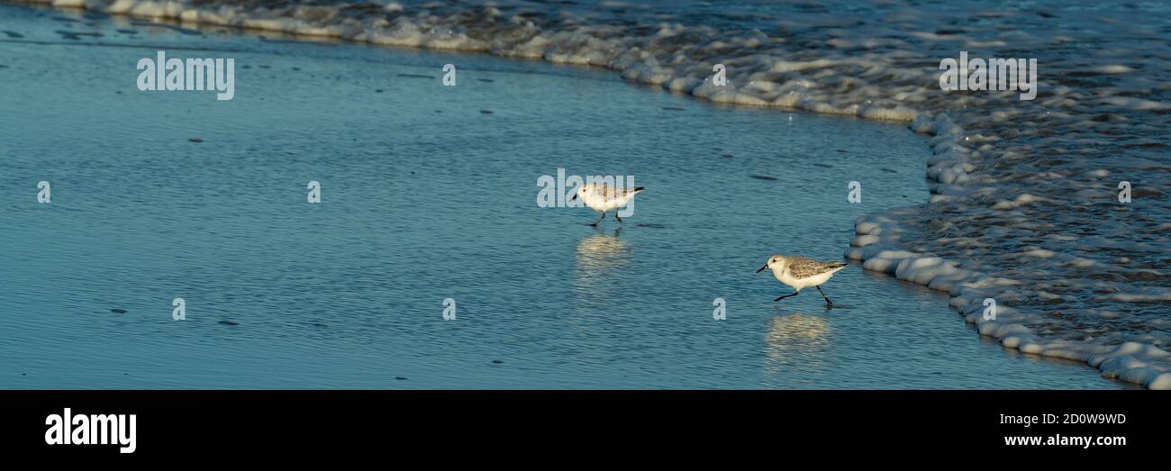 Sandpipers forage along the beach at Assateague Island National Seashore. Stock Photo