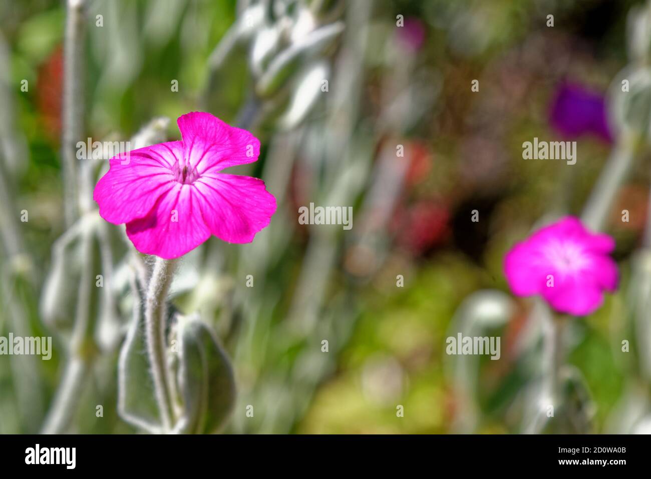 Lychnis Coronaria or Rose Campion in late summer , England UK Stock