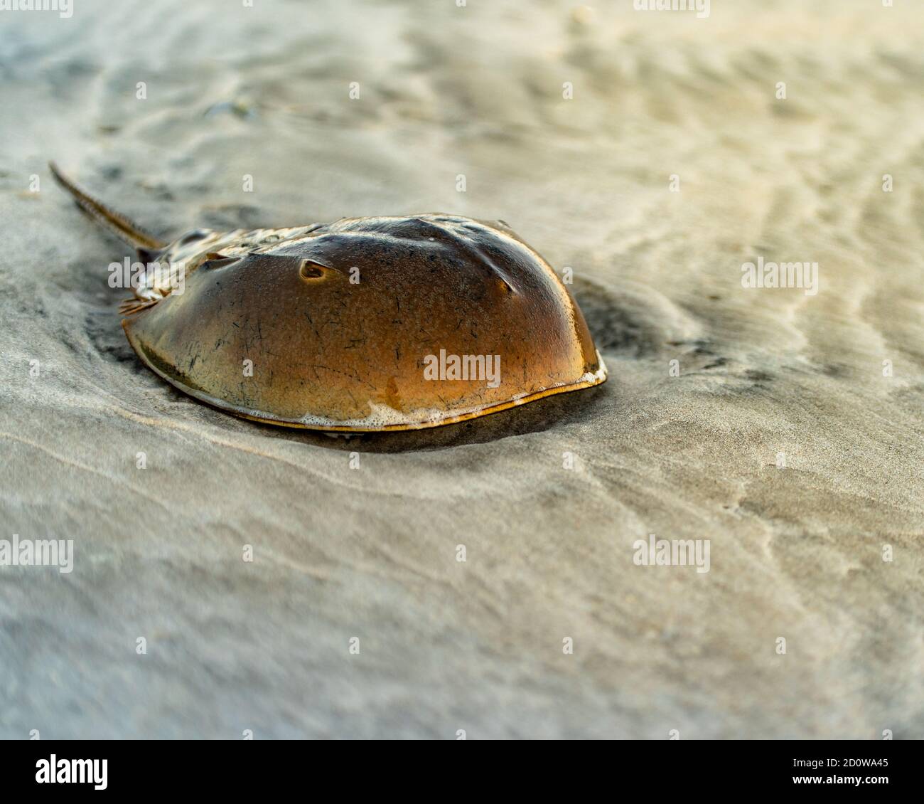 Horseshoe crab on the beach Stock Photo