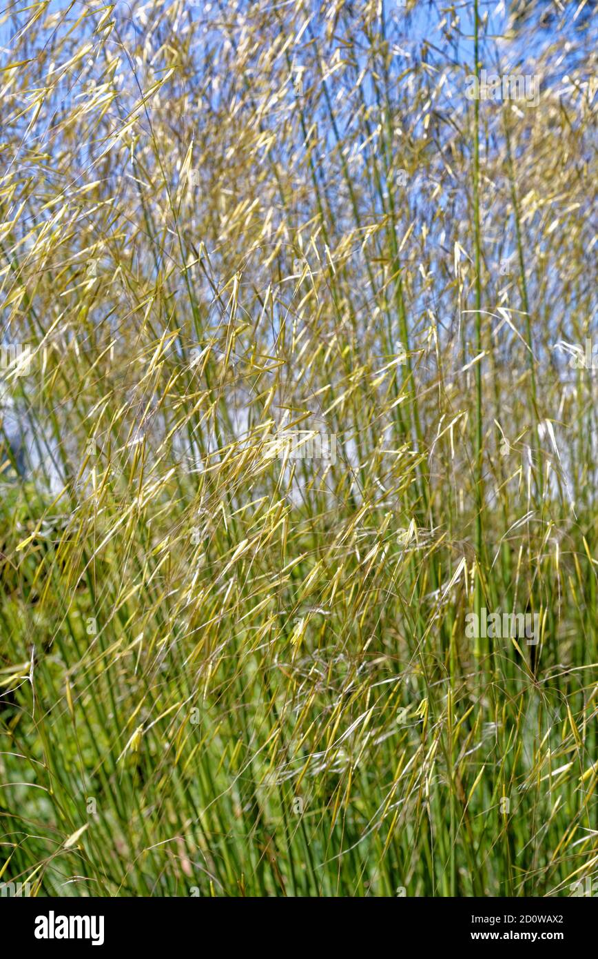 Chinese reed, Miscanthus sinensis, sweet grass family Stock Photo Alamy