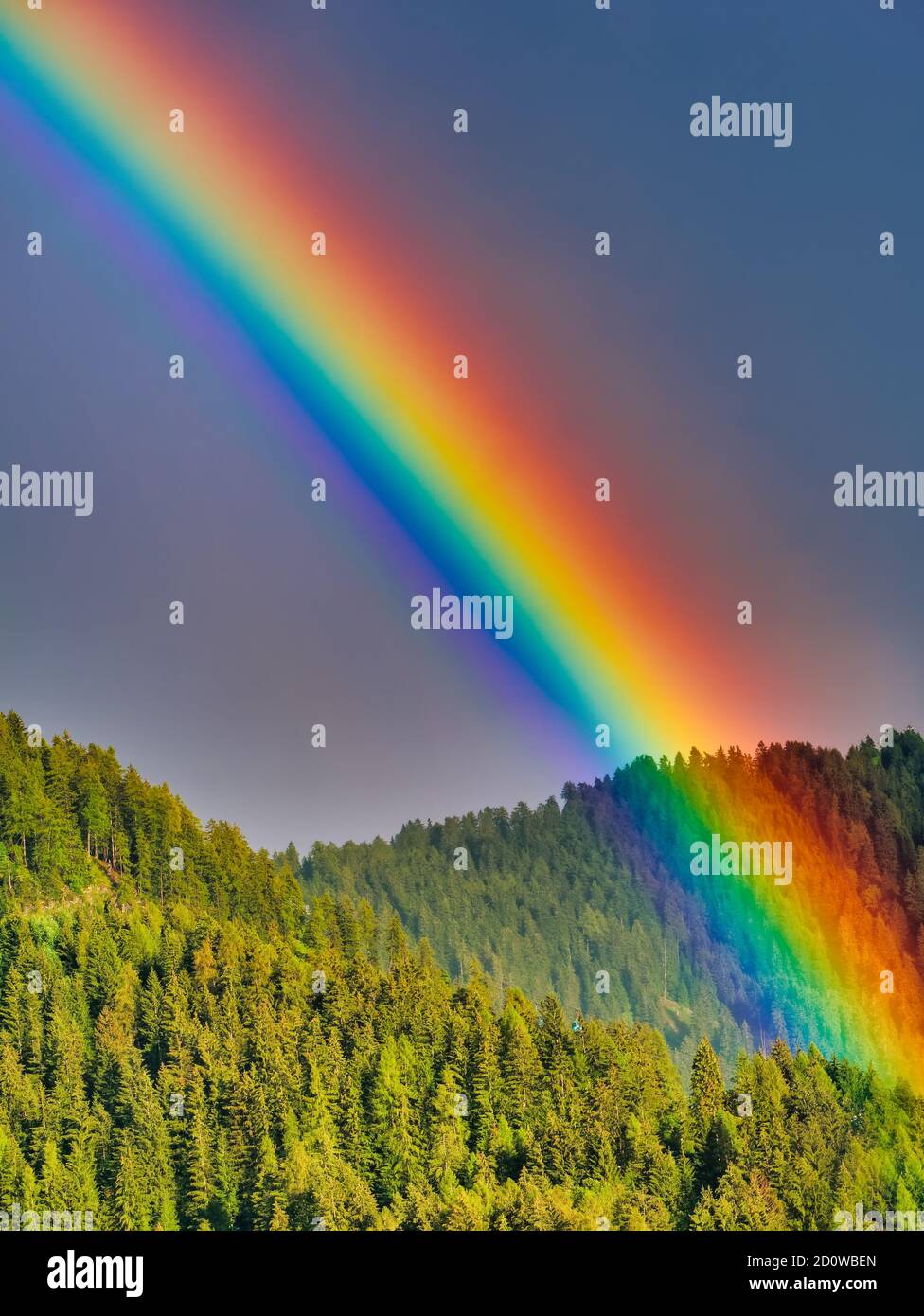 Rainbow over forest of fir trees in summer Stock Photo