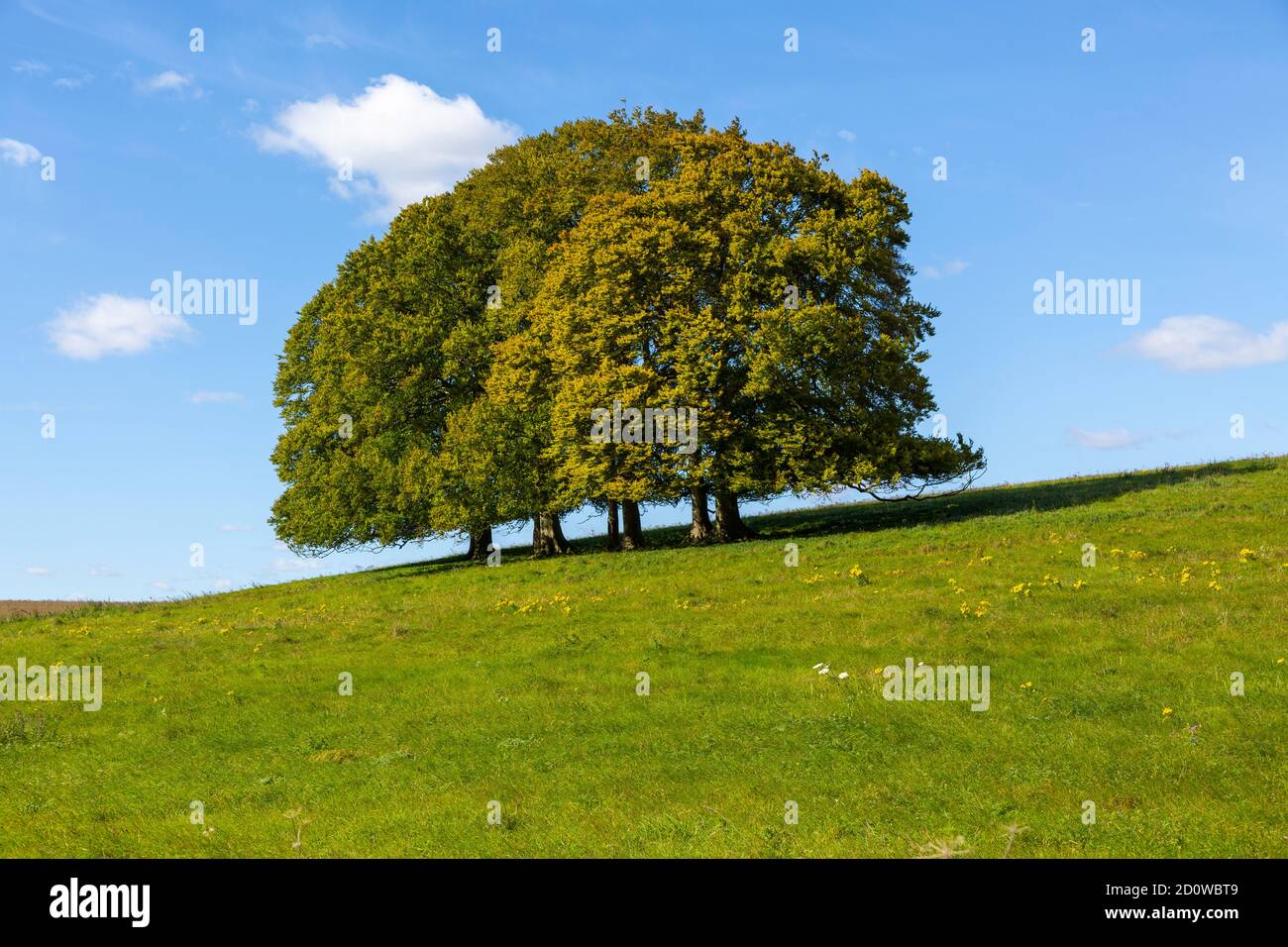 Landscape with clump of common beech trees blue sky on grassy green slope, Salisbury Plain, Wiltshire, England, UK Stock Photo
