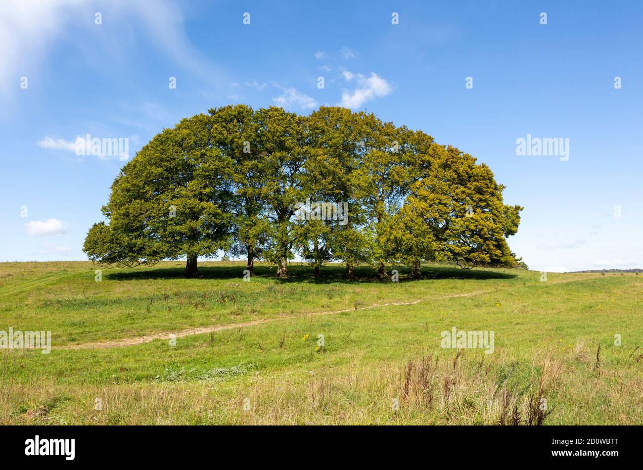 Landscape with clump of common beech trees blue sky on grassy green slope, Salisbury Plain, Wiltshire, England, UK Stock Photo