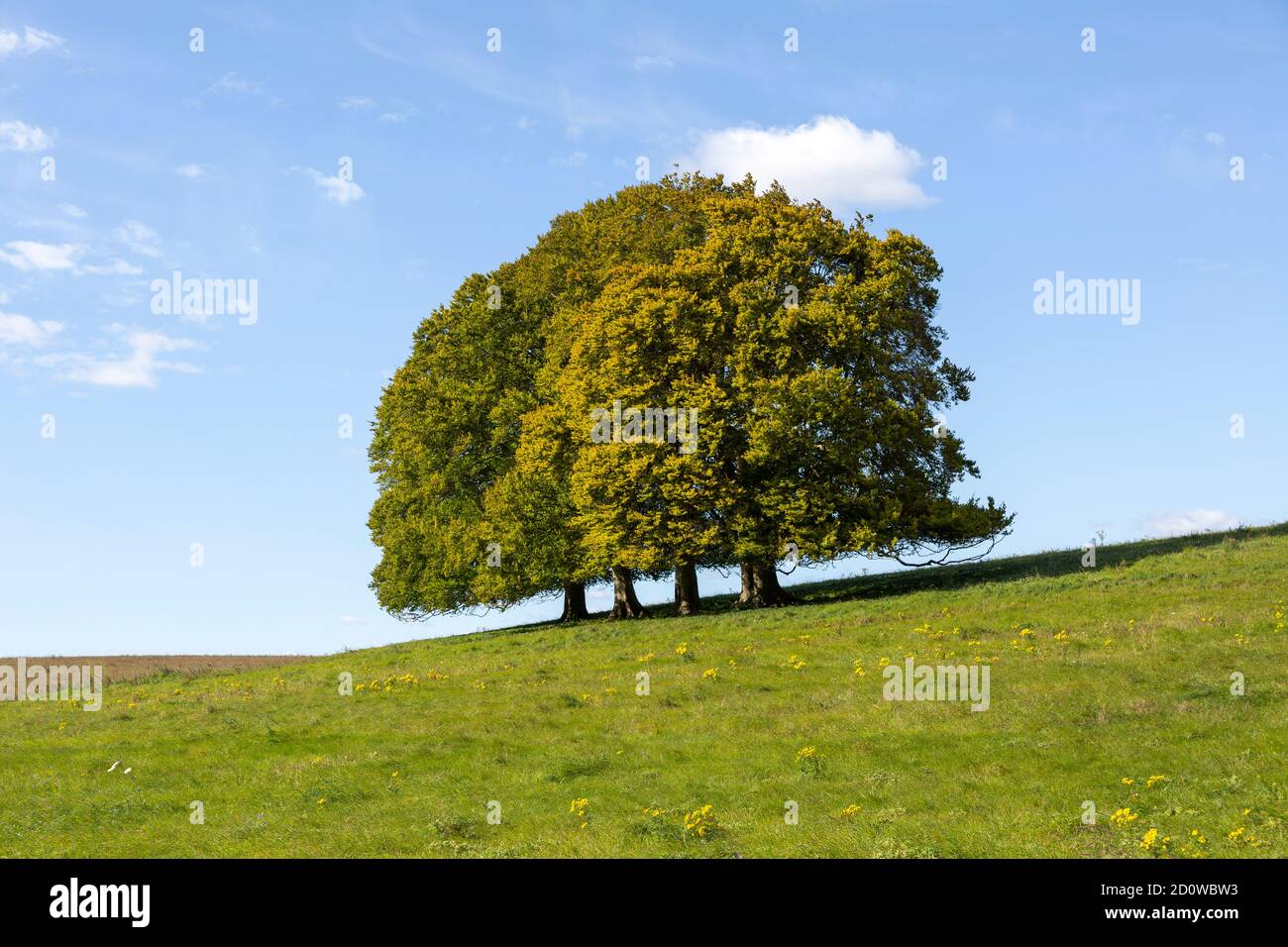 Landscape with clump of common beech trees blue sky on grassy green slope, Salisbury Plain, Wiltshire, England, UK Stock Photo