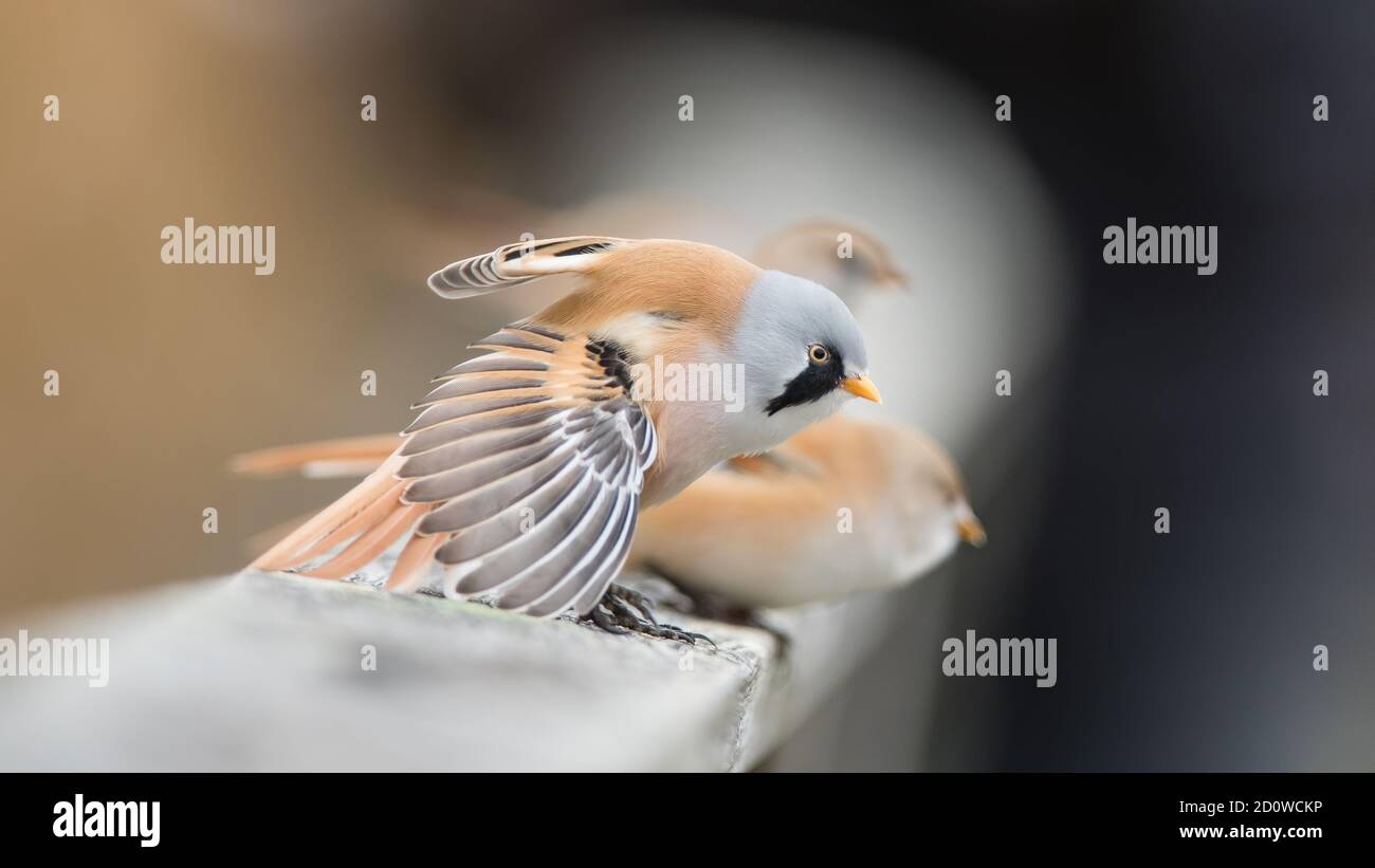 The pair of bearded reedling (Panurus biarmicus) on the parapet. The male bearded reedling is stretching his wings with a nice defocussed background. Stock Photo