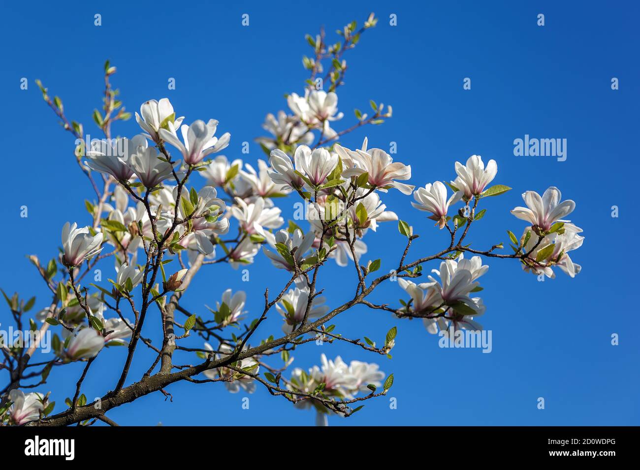 Flowering branch of a magnolia tree against a blue sky Stock Photo - Alamy