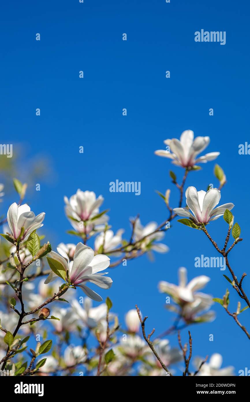 Flowering branch of a magnolia tree against a blue sky Stock Photo - Alamy