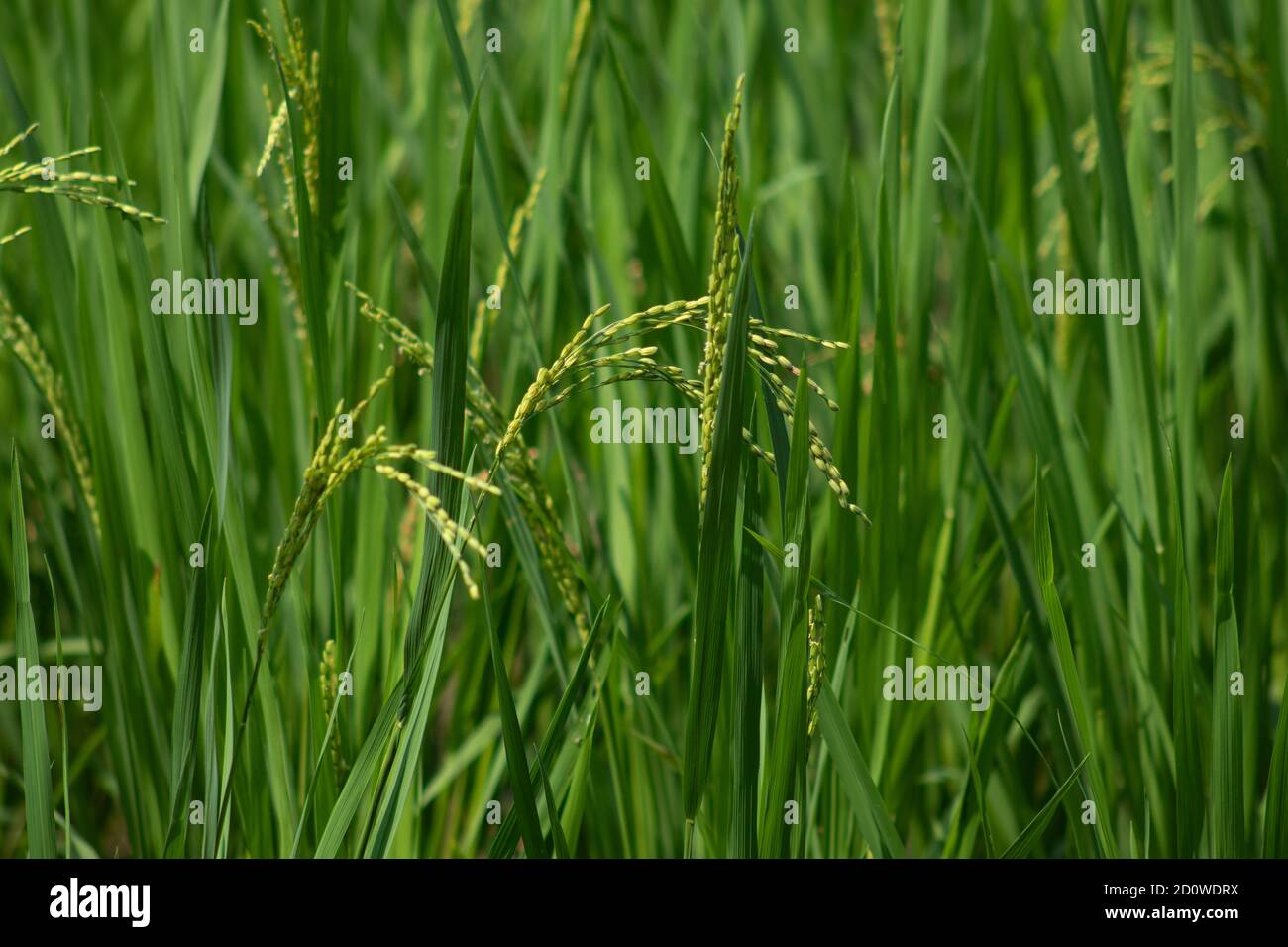 The green paddy or rice plant field in Bangladesh Stock Photo