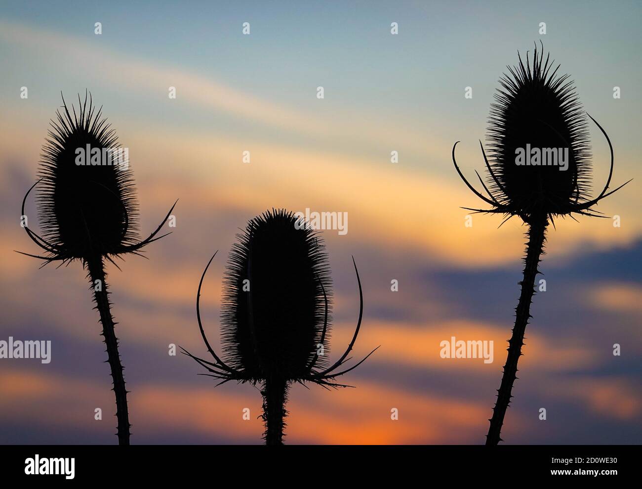 Sieversdorf, Germany. 02nd Oct, 2020. In the backlight of the sunset the withered inflorescences of a wild card can be seen. Credit: Patrick Pleul/dpa-Zentralbild/ZB/dpa/Alamy Live News Stock Photo