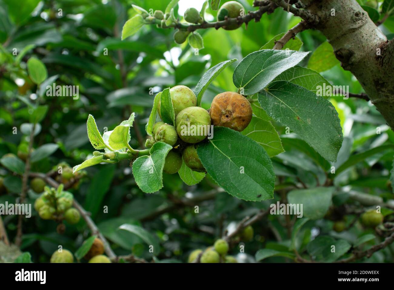 Ficus carica or Ficus carica or dumur is an Asian species of flowering plant in the mulberry family Stock Photo