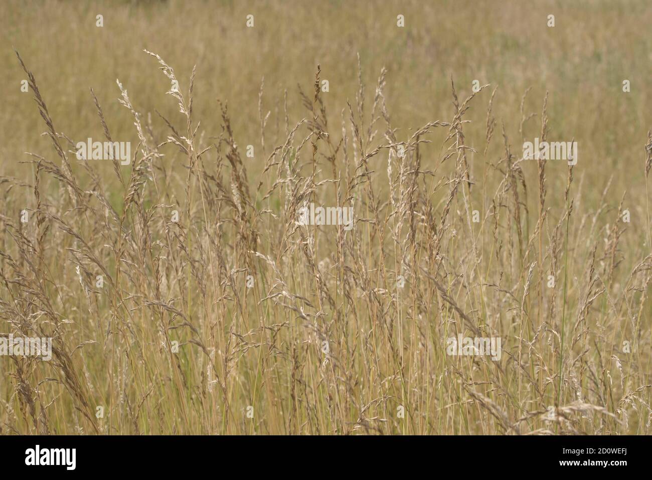 natural grass landscape on a meadow, plants and grasses growing Stock ...