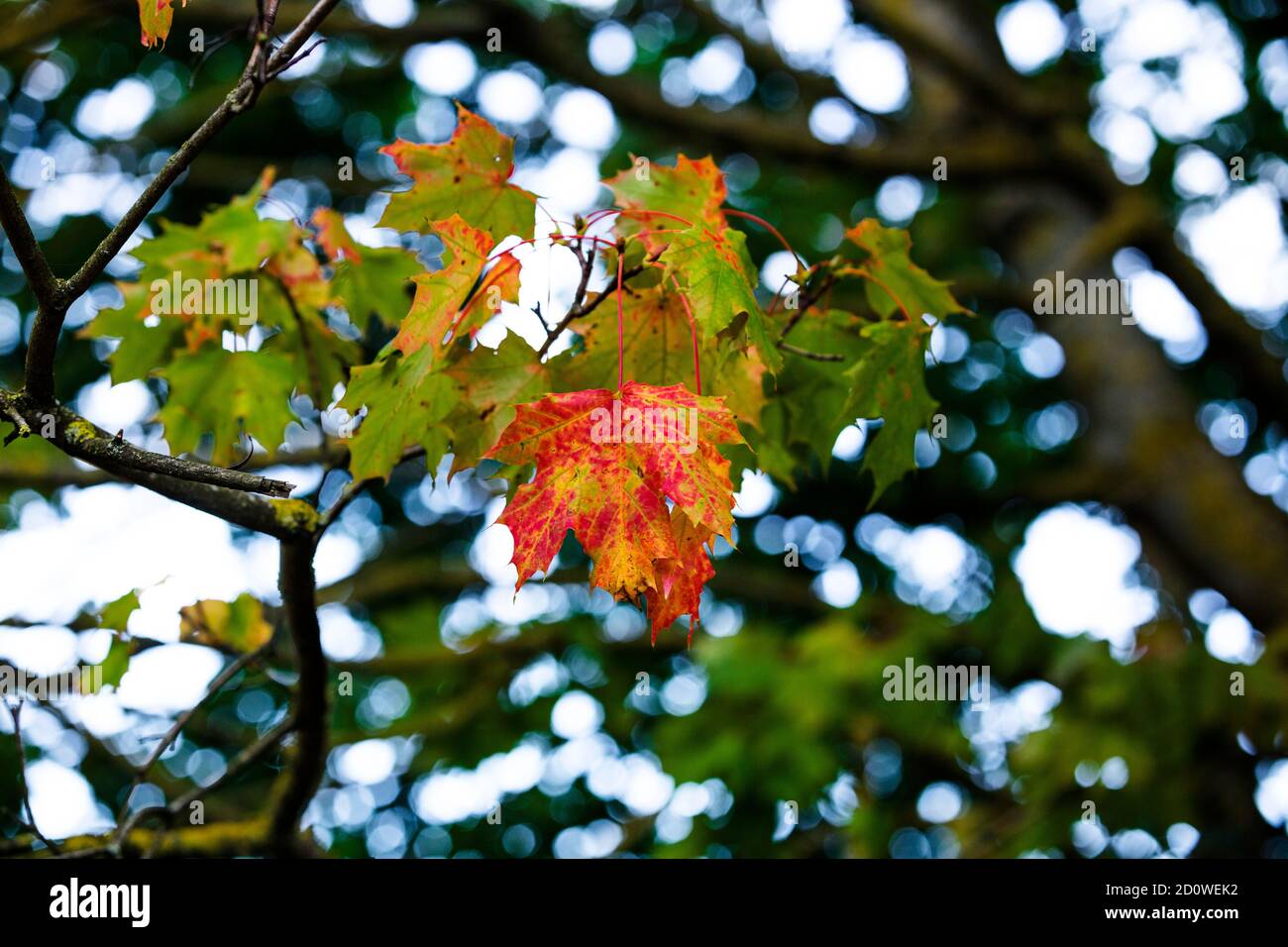 Norway maple leaf turning hi-res stock photography and images - Alamy