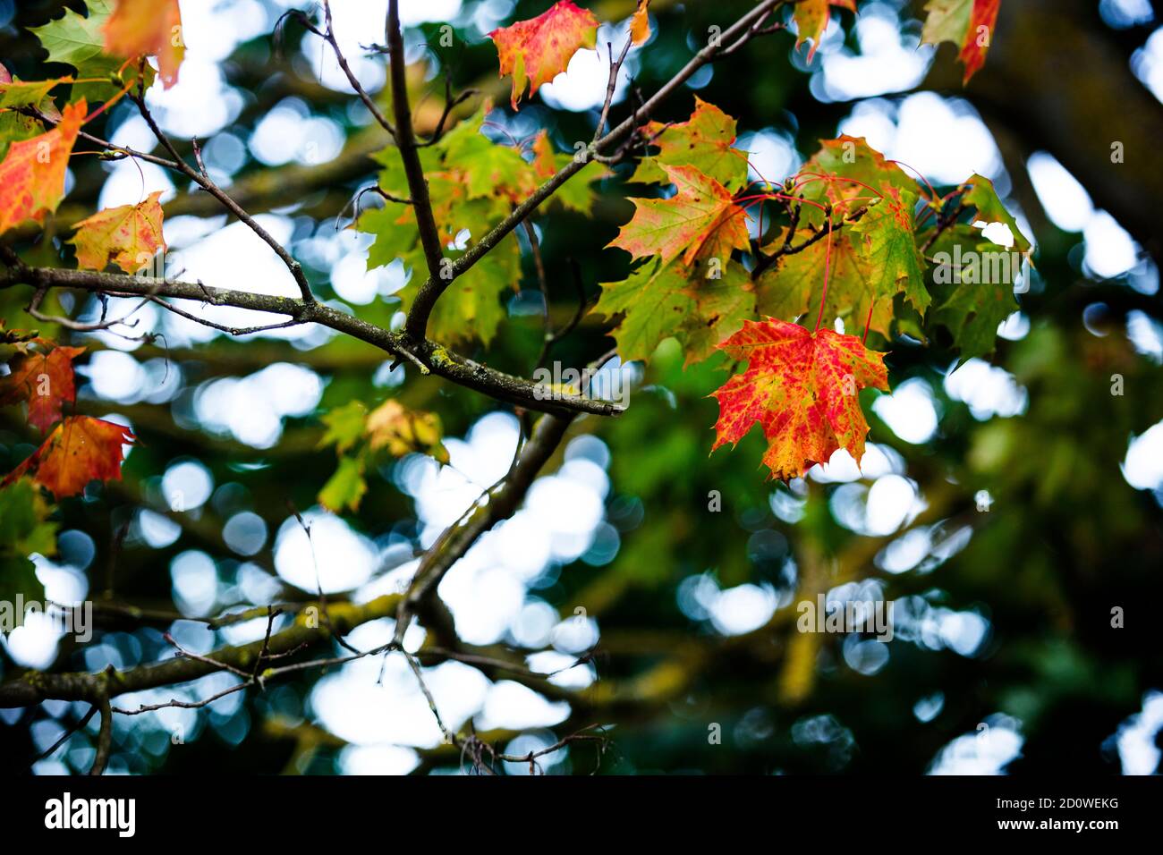 Norway maple leaf turning hi-res stock photography and images - Alamy