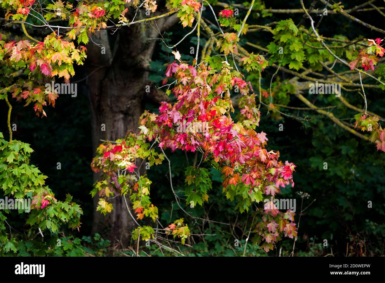 Norway maple leaf turning hi-res stock photography and images - Alamy
