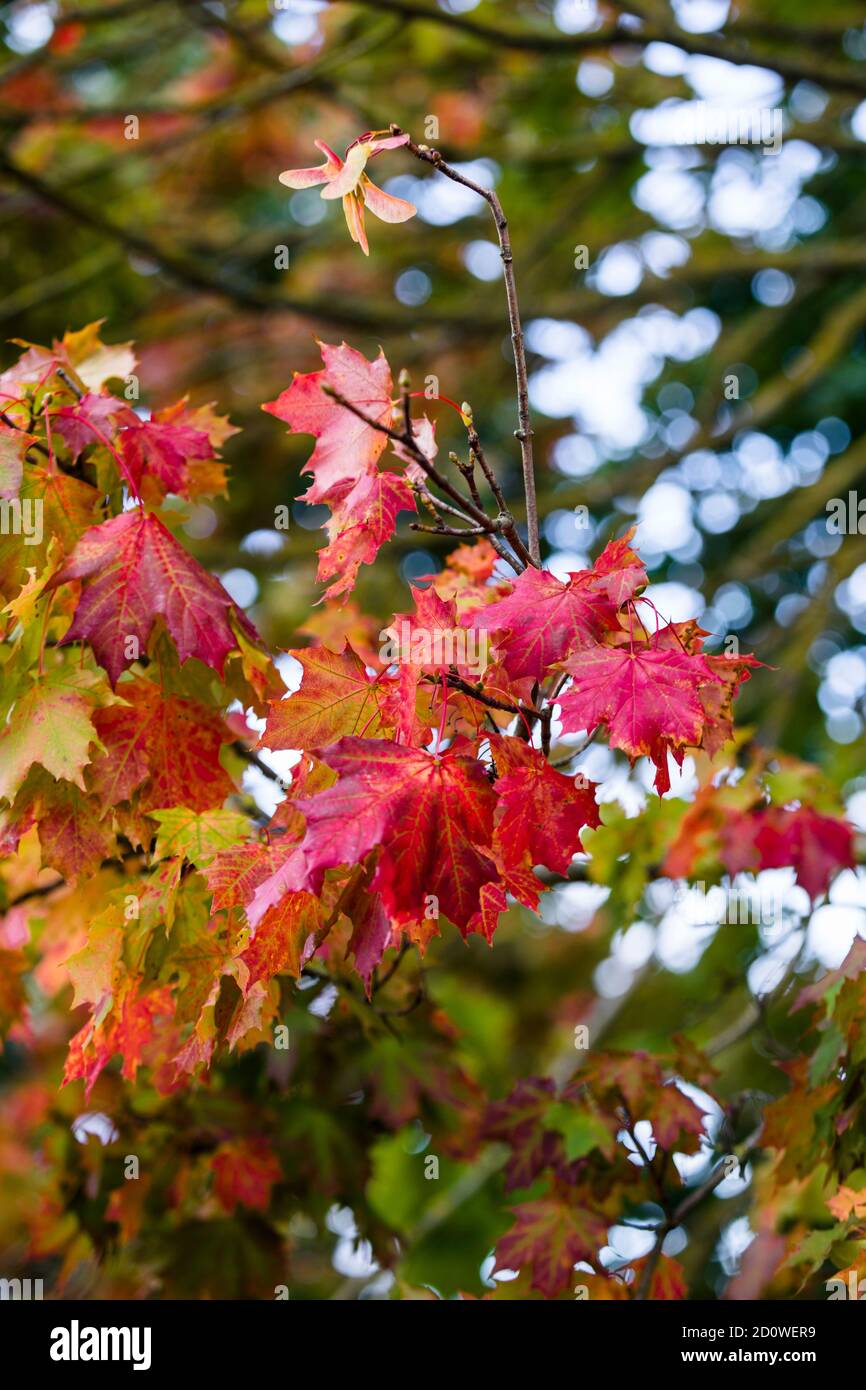 leaves turning red and orange on maple tree branches, signs of fall, autumn is coming, perfect for season greetings card Stock Photo
