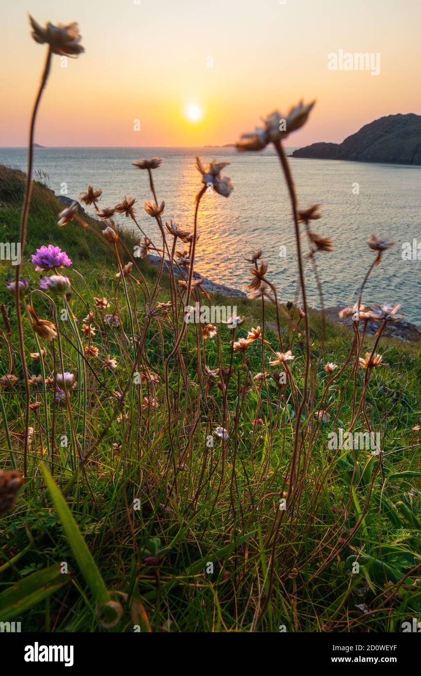 Flora on the cliff hires stock photography and images Alamy