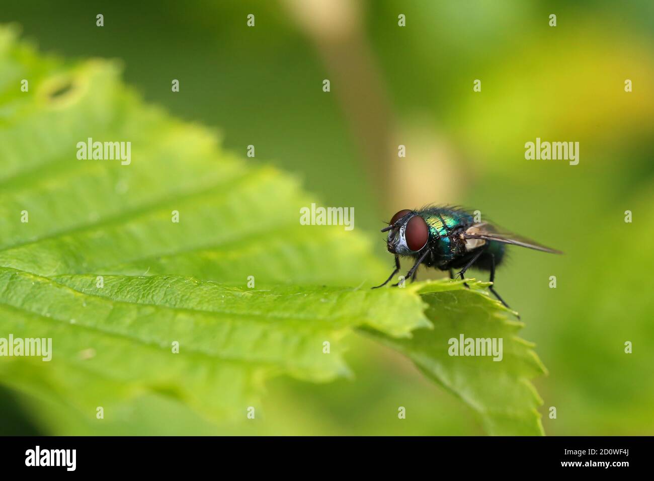 Fly sitting on green leaf of a plant Stock Photo - Alamy