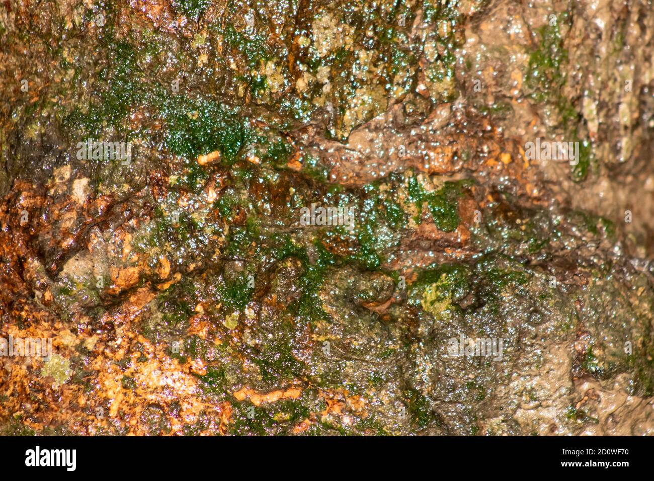 Tree algae the base of the mango tree after a rain like skin fracture Stock Photo Alamy