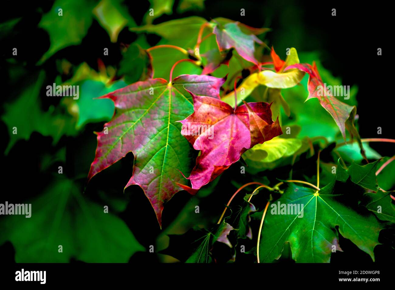 Red Maple Leaf amidst green leaves still on the tree, signs of fall, autumn is coming, perfect for season greetings Stock Photo