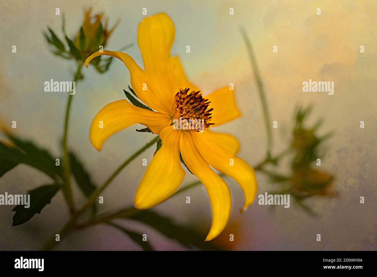 Tickseed Beggar-tick flower from a field in NC with a textured background. Stock Photo