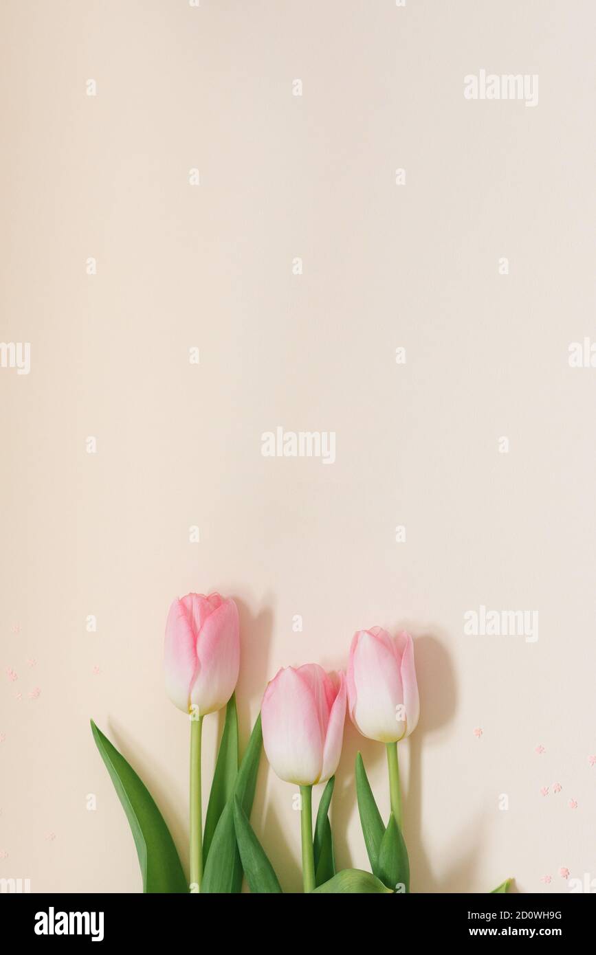 Pastel pink bouquet of Tulip flowers on a white background. Flat lay ...