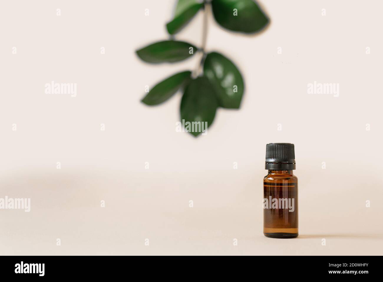 Vegetable cosmetics for body care in beauty salons. Bottle with aromatic natural oil on a beige background with green zamiokulkas leaves Stock Photo