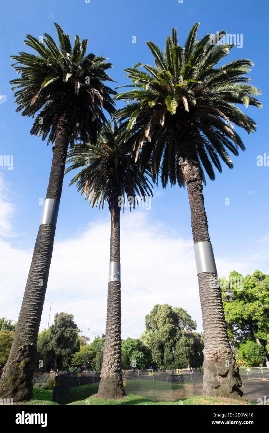 Three palm trees in a row in the Royal Botanic garden, Melbourne