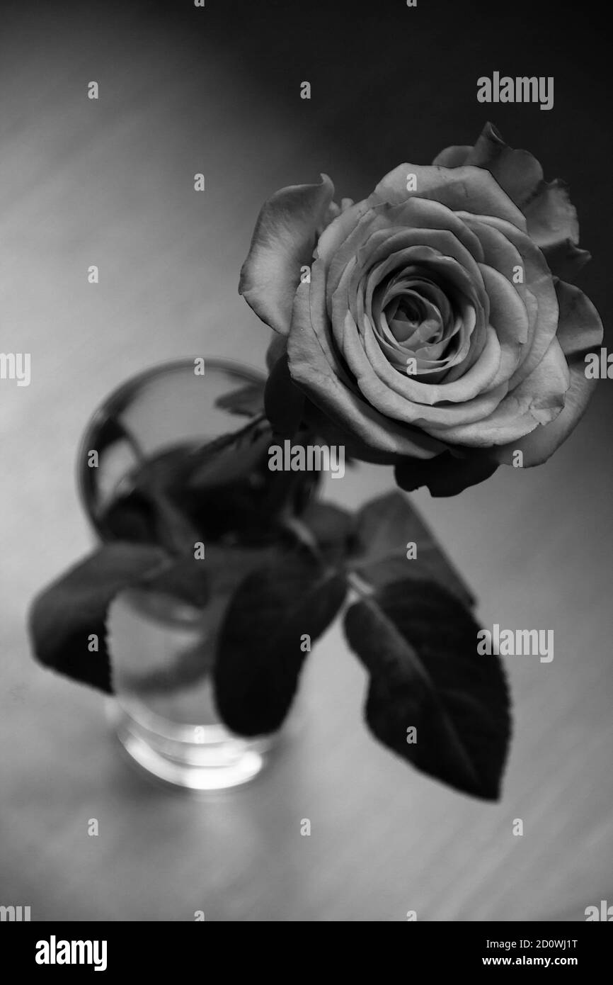 black and white closeup rose in a glass filled with water Stock Photo
