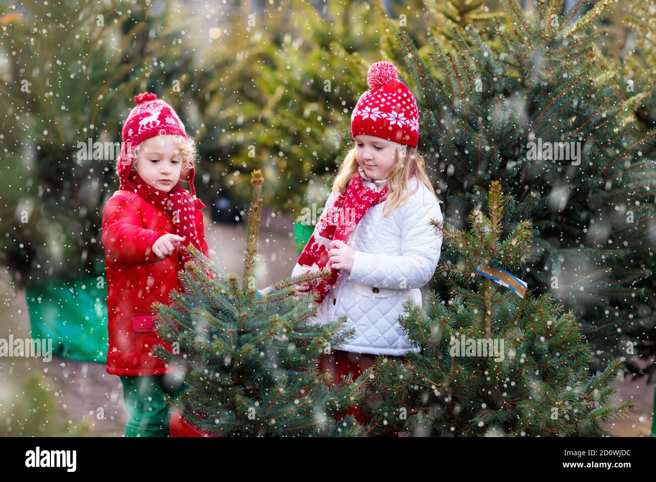 Family selecting Christmas tree. Kids choosing freshly cut Norway Xmas tree at outdoor lot. Children buying gifts at winter fair. Boy and girl shoppin Stock Photo