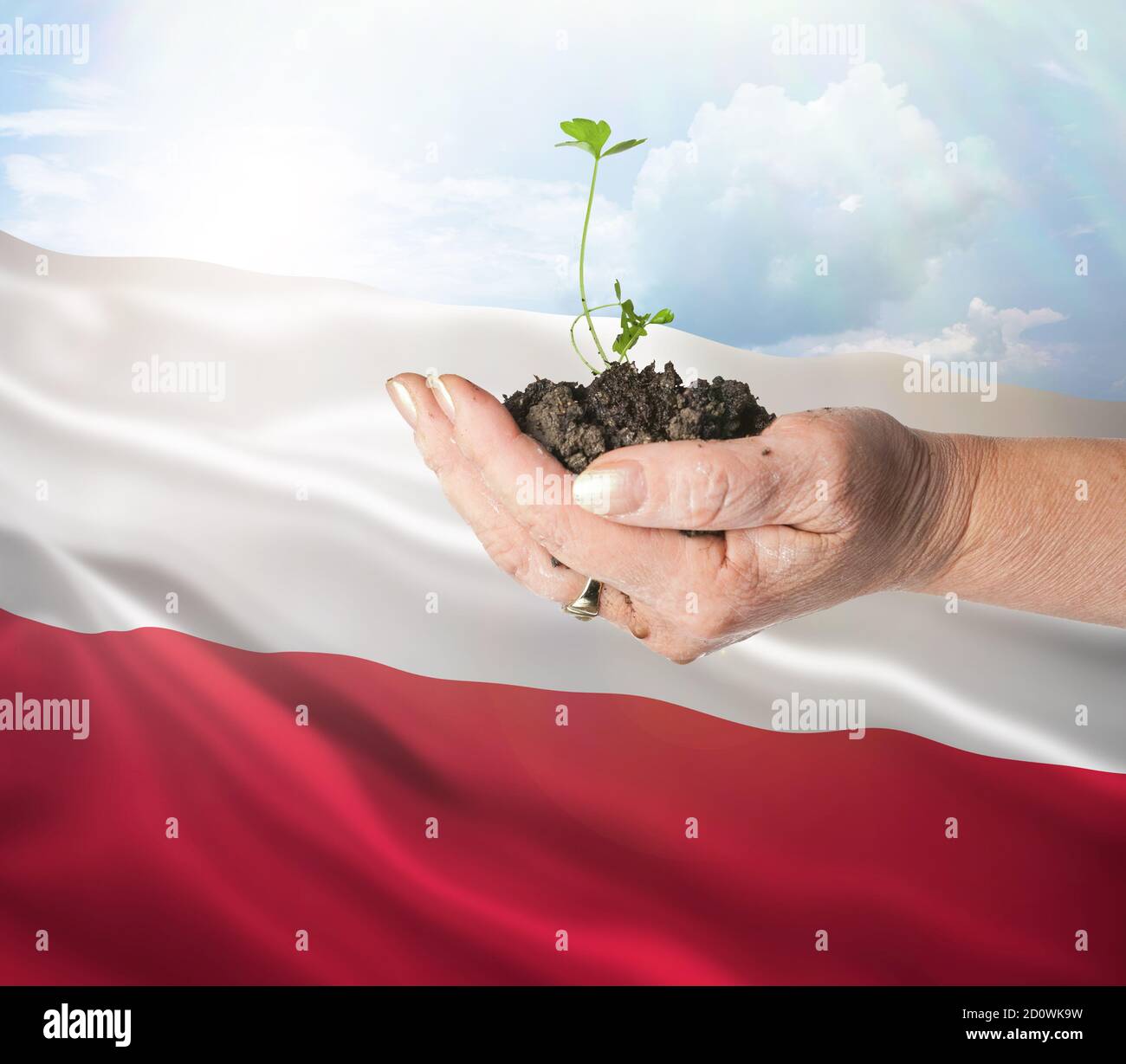 Poland growth and new beginning. Green renewable energy and ecology concept. Hand holding young plant. Stock Photo
