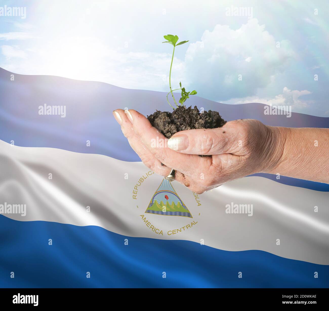 Nicaragua growth and new beginning. Green renewable energy and ecology concept. Hand holding young plant. Stock Photo