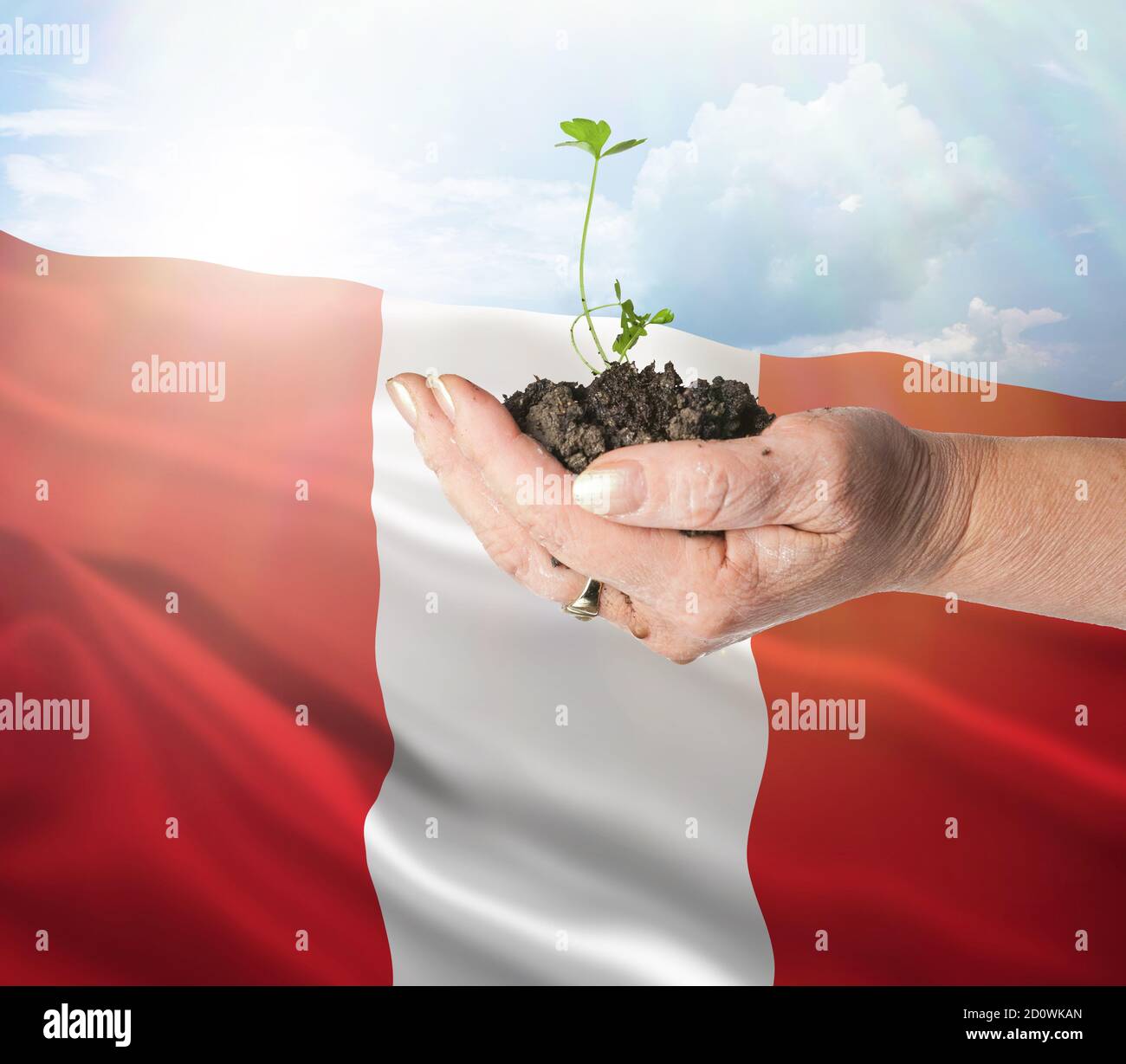 Peru growth and new beginning. Green renewable energy and ecology concept. Hand holding young plant. Stock Photo