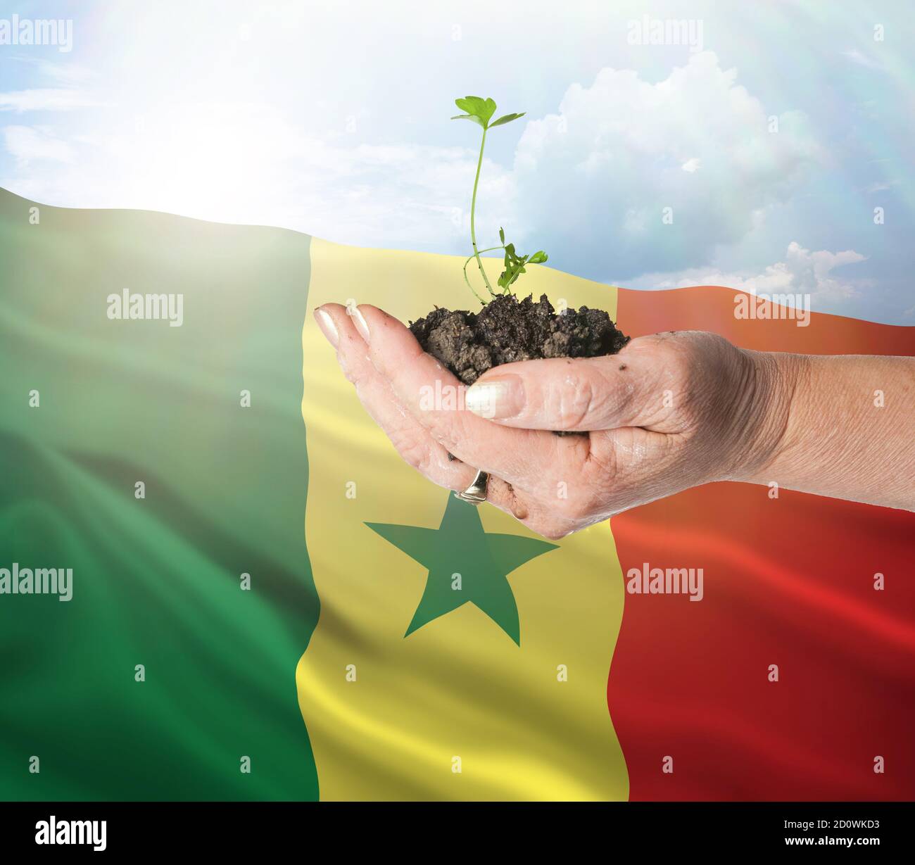 Senegal growth and new beginning. Green renewable energy and ecology concept. Hand holding young plant. Stock Photo