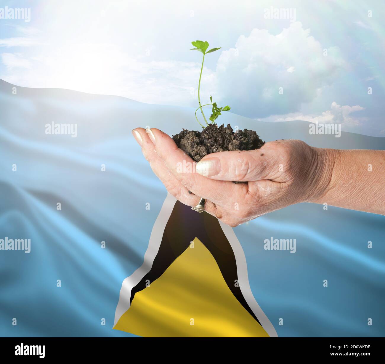 Saint Lucia growth and new beginning. Green renewable energy and ecology concept. Hand holding young plant. Stock Photo